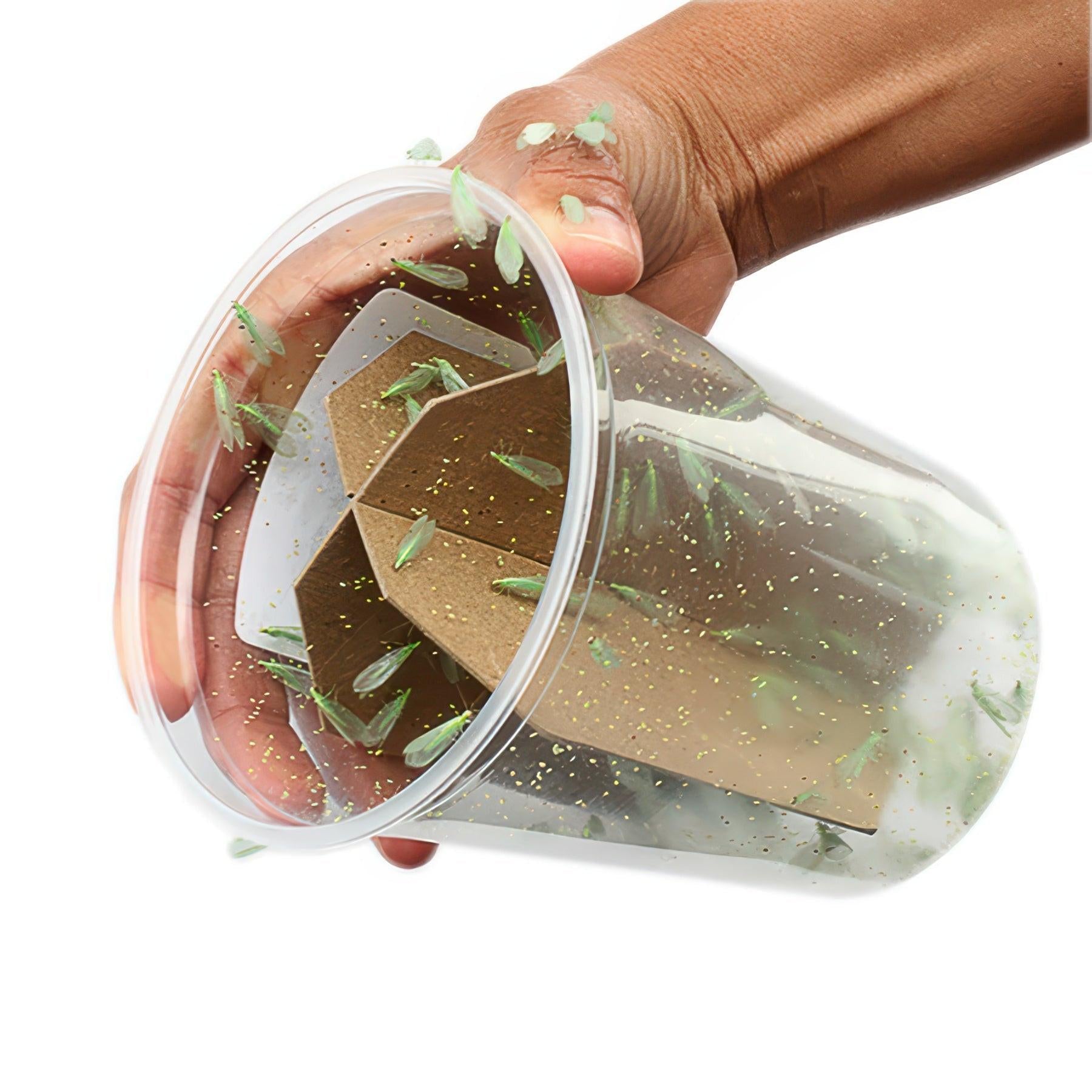 ARBICO Organics Green Lacewing Pre-Fed Adults, Cup of 250
