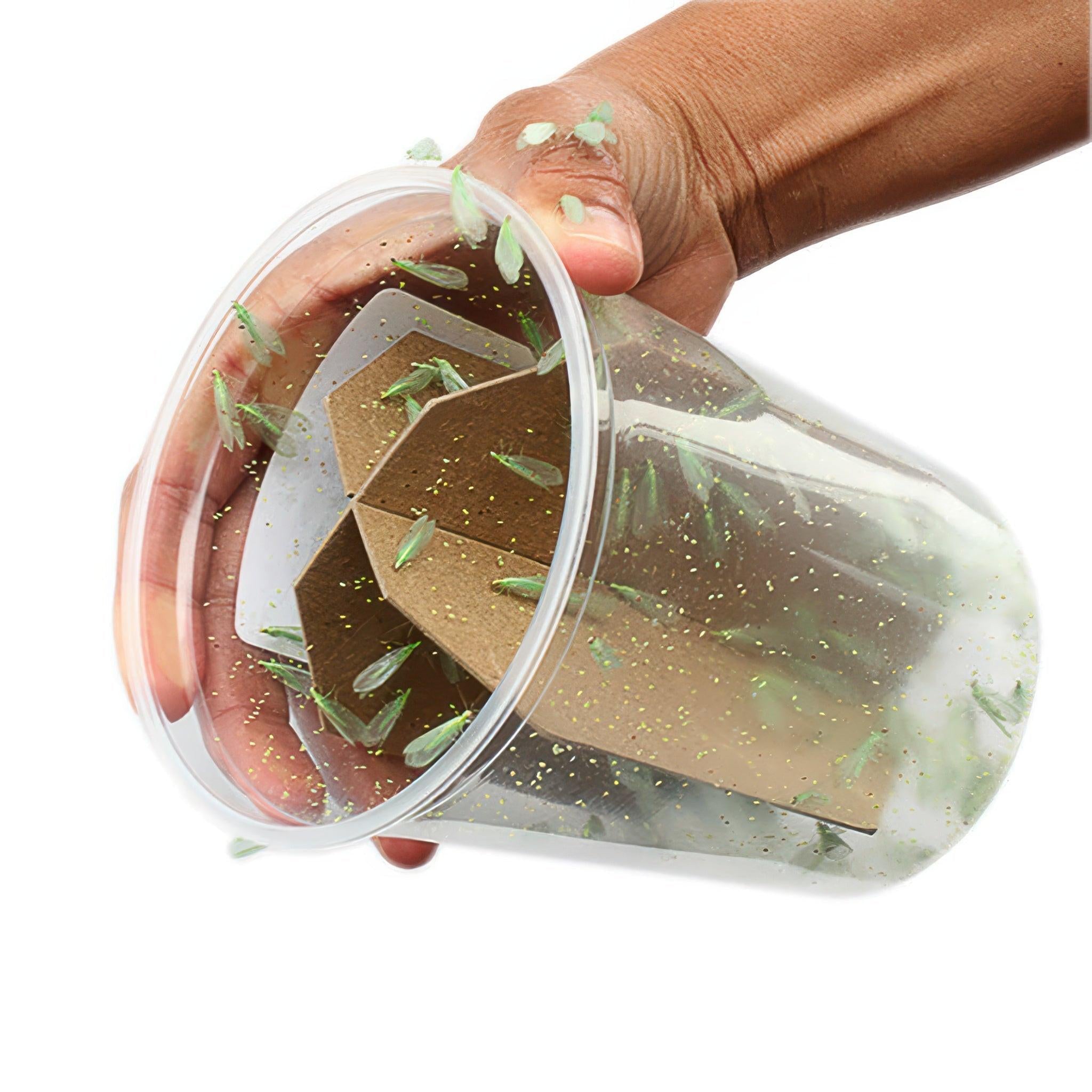 ARBICO Organics Green Lacewing Pre-Fed Adults, Tube of 1,000
