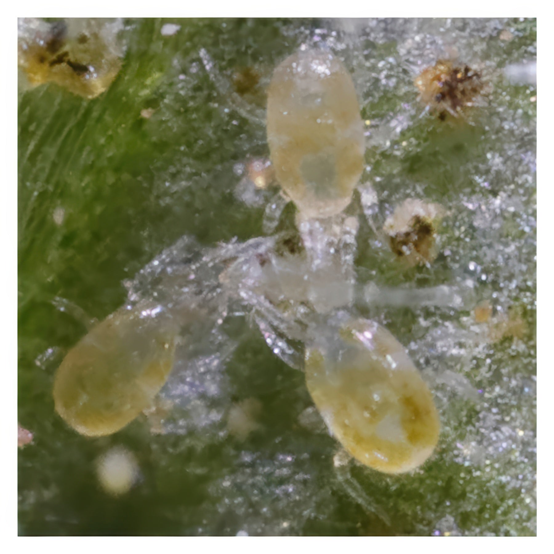 ARBICO Organics Neoseiulus Californicus Beneficial Mites, Pack of 25,000 in Bran