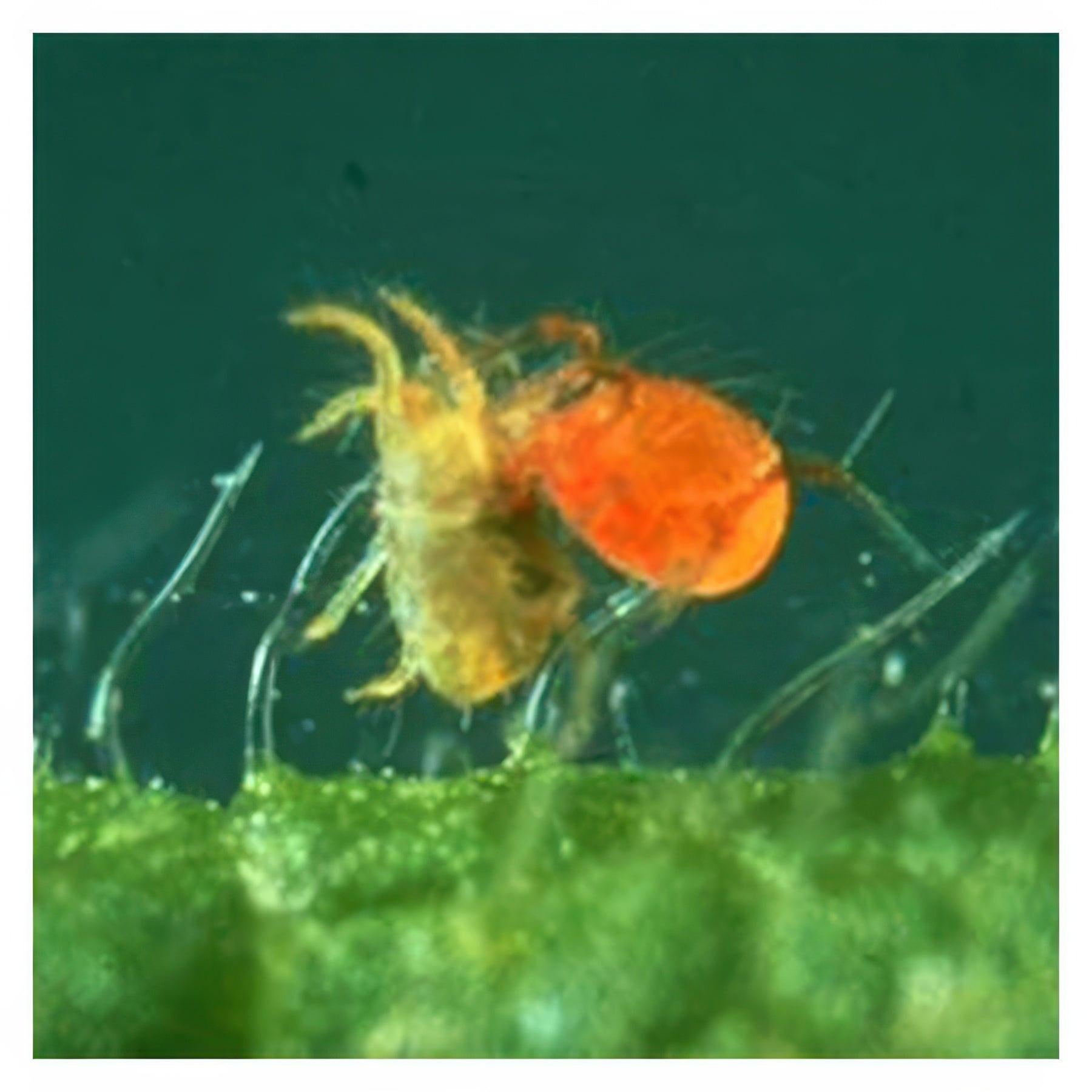 ARBICO Organics Phytoseiulus Persimilis Beneficial Mites, Pack of 10,000