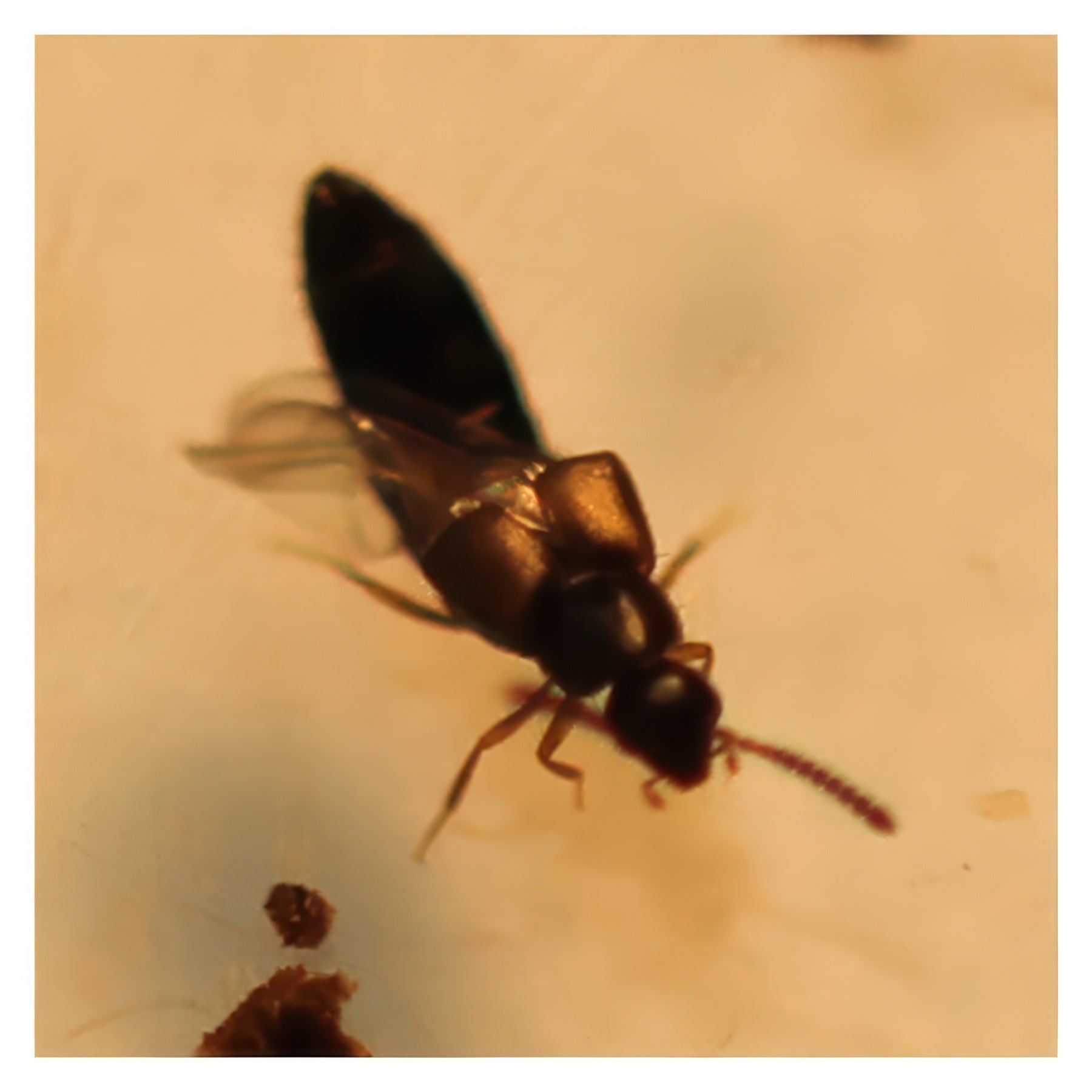 ARBICO Organics Rove Beetle - Dalotia (Atheta) Coriaria Beneficial Insects, Bottle of 500