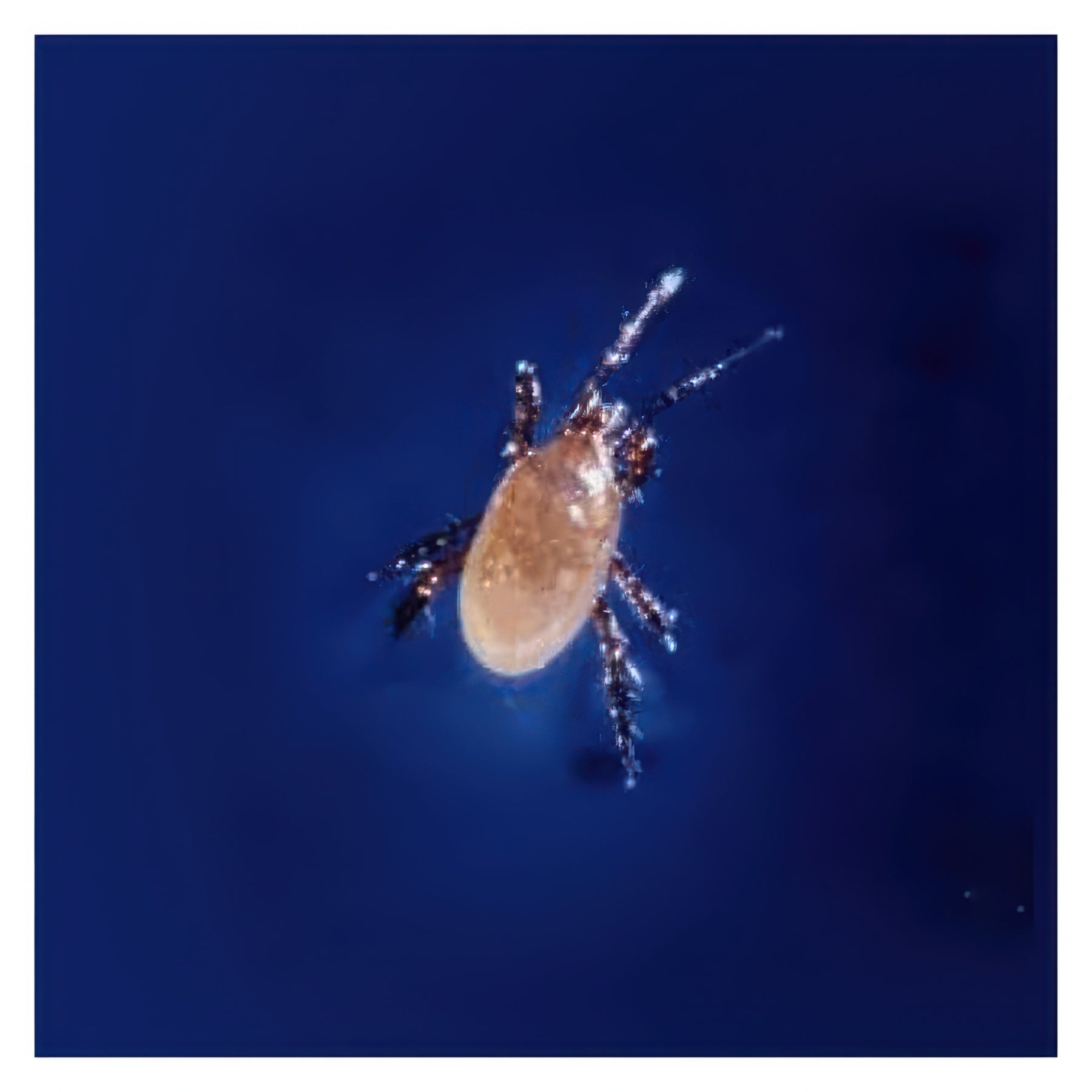 ARBICO Organics Stratiolaelaps Scimitus (Hypoaspis Miles) Beneficial Mites