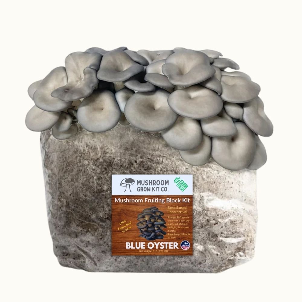 Blue Oyster Mushroom Grow Kit Fruiting Block - 5 LBS.