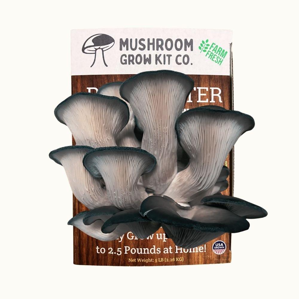 Blue Oyster Mushroom Growing Kit - 5 LBS Spray and Grow.