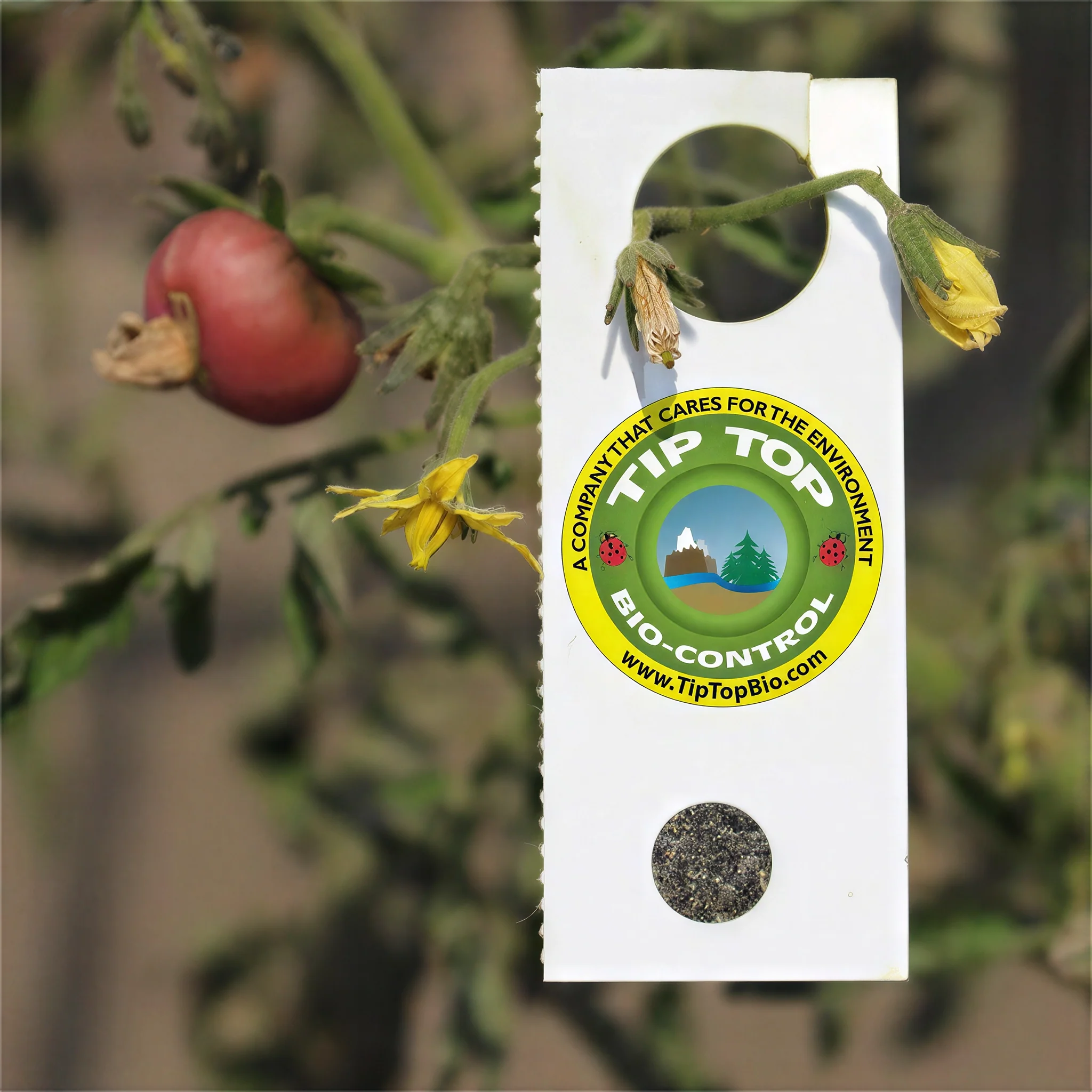 Tip Top Bio-Control Encarsia Formosa Beneficial Insects, Hanging Card of 10,000