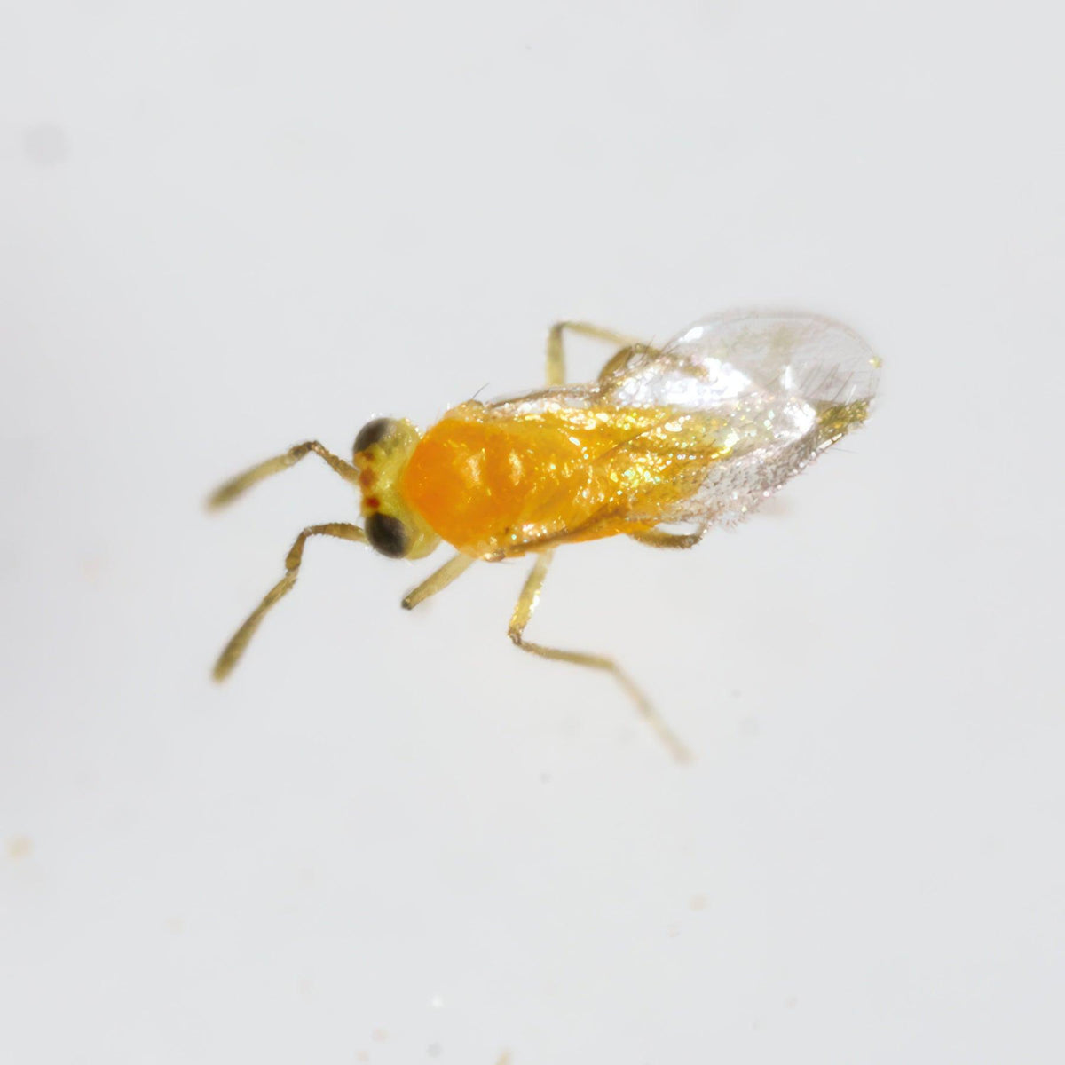 Tip Top Bio-Control Eretmocerus Eremicus Parasitic Wasps, 5000