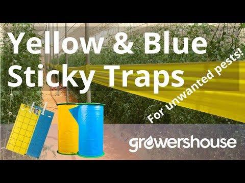 Common Culture Blue Sticky Glue Roll - 15cm x 100m (Euro. Standard).