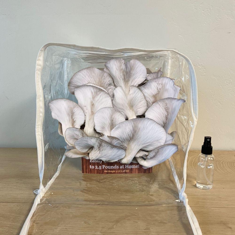 Blue Oyster Mushroom Growing Kit - 5 LBS Spray and Grow.
