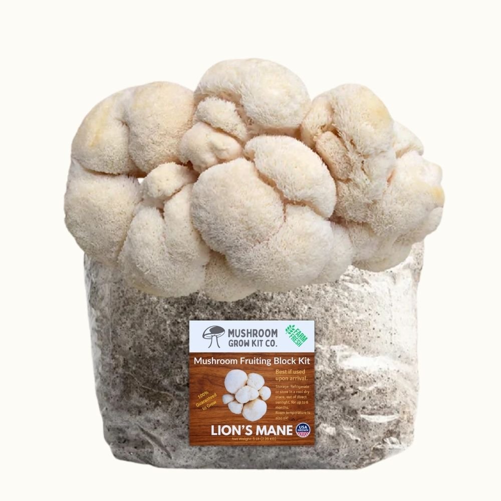 Calculation Sign Blue 4 Pack - Lion's Mane, Gold, Pink, and Blue Oyster Mushroom Grow Kit Fr