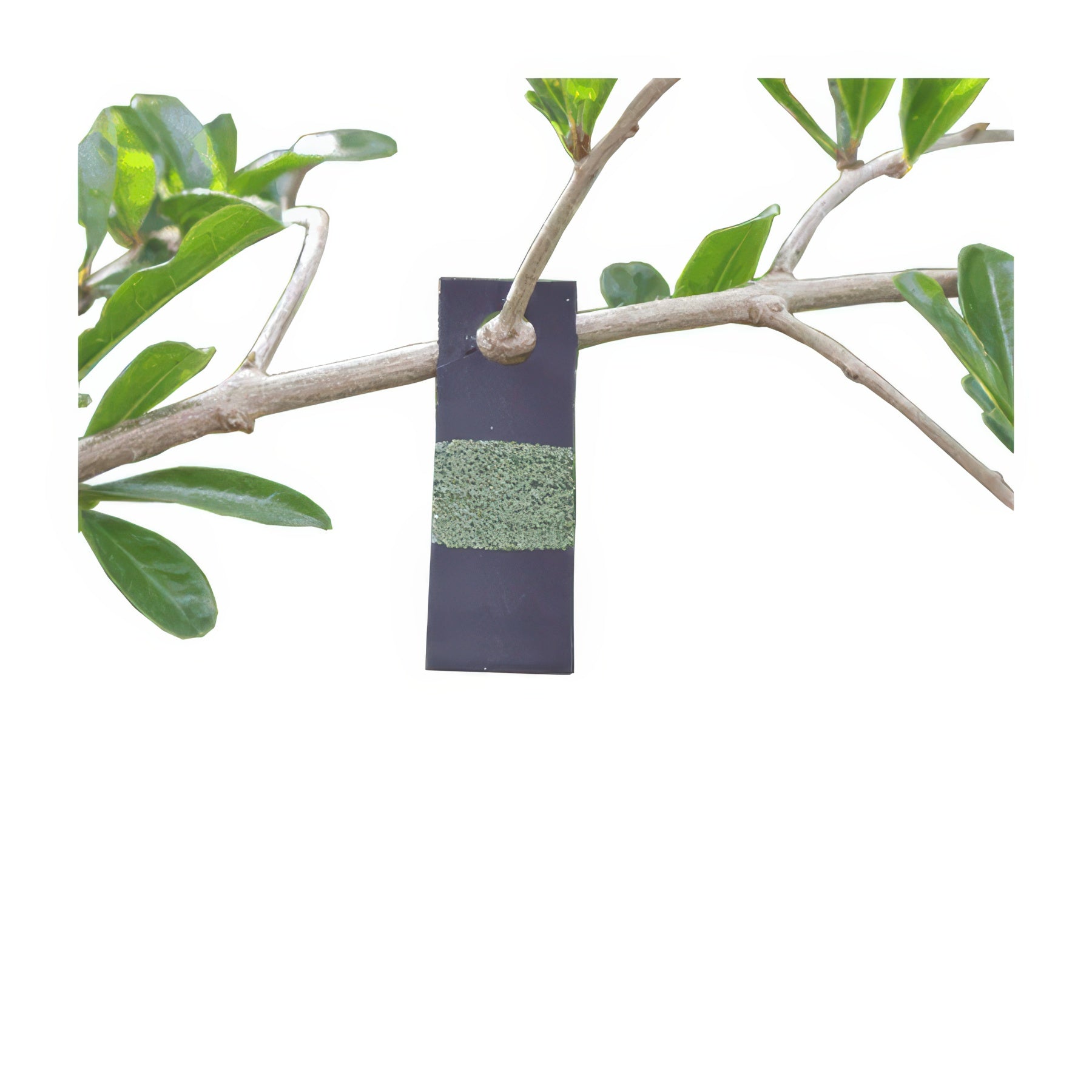 Tip Top Bio-Control Green Lacewing Eggs