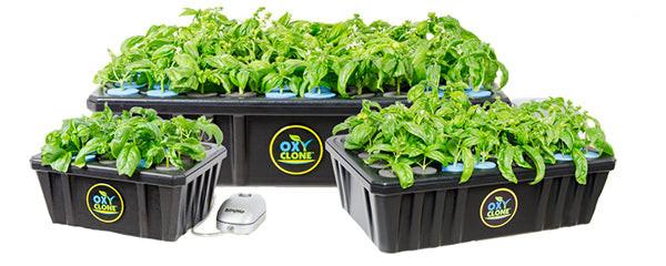 cloning plants hydroponic OxyCLONE Aeroponic Cloning System for Plant Cuttings