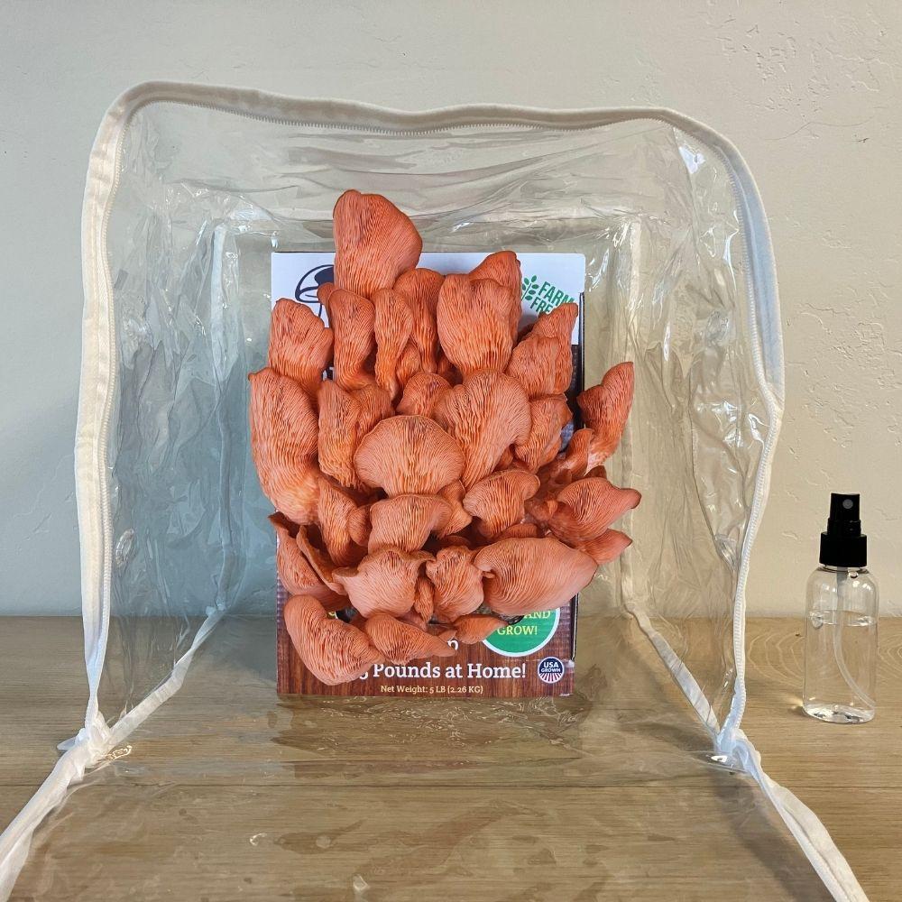 Pink Oyster Mushroom Growing Kit - 5 LBS Spray and Grow.