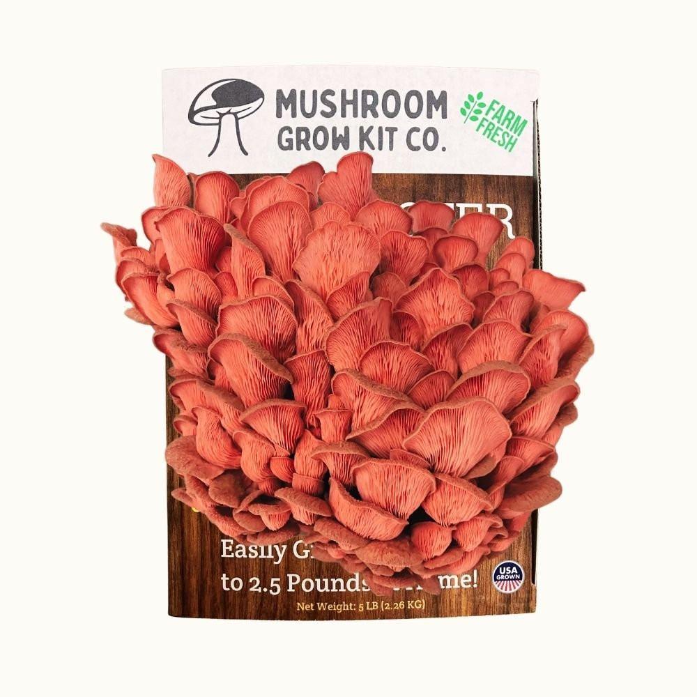 Pink Oyster Mushroom Growing Kit - 5 LBS Spray and Grow.
