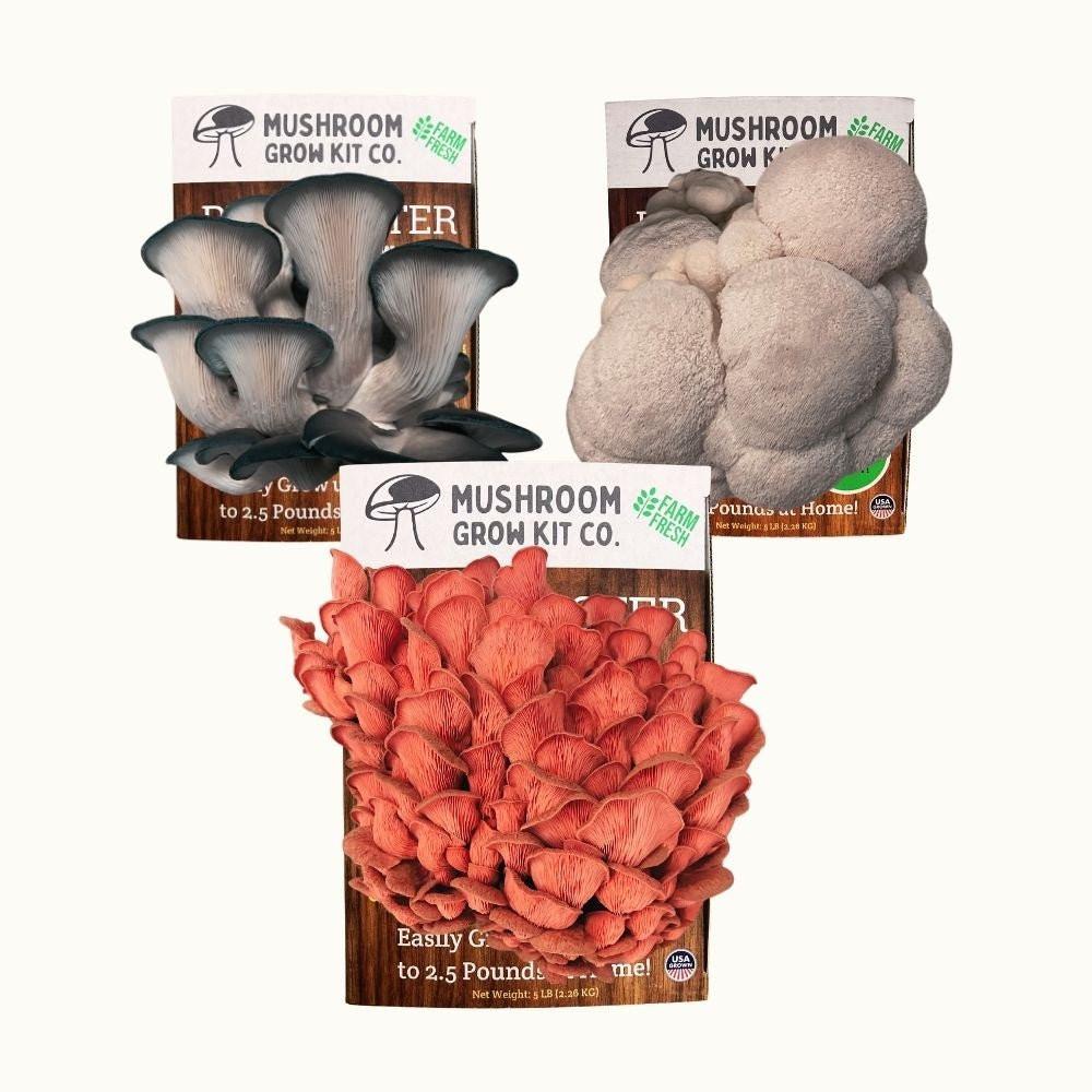3 Pack - Lion's Mane, Pink, and Blue Oyster Mushroom Growing Kit - 15 LBS.