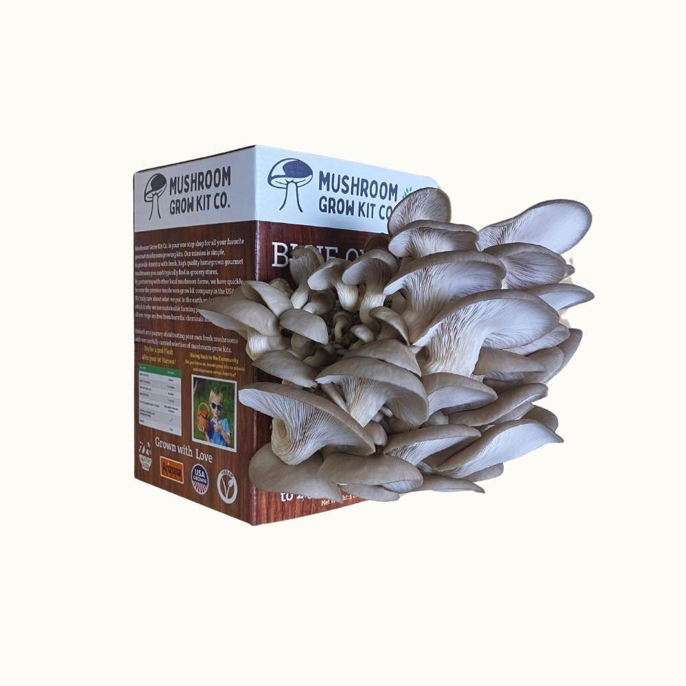 Blue Oyster Mushroom Growing Kit - 5 LBS Spray and Grow.