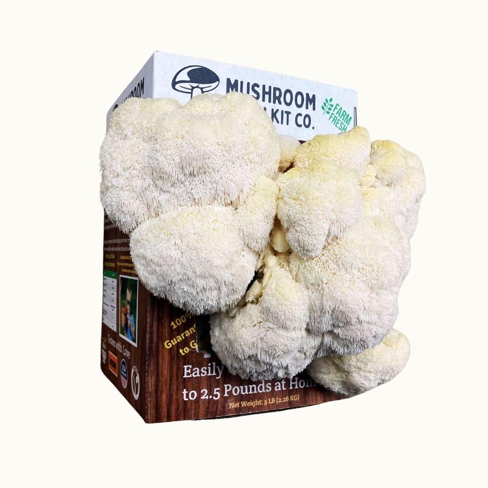 Lion's Mane Mushroom Growing Kit - 5 LBS Spray and Grow.