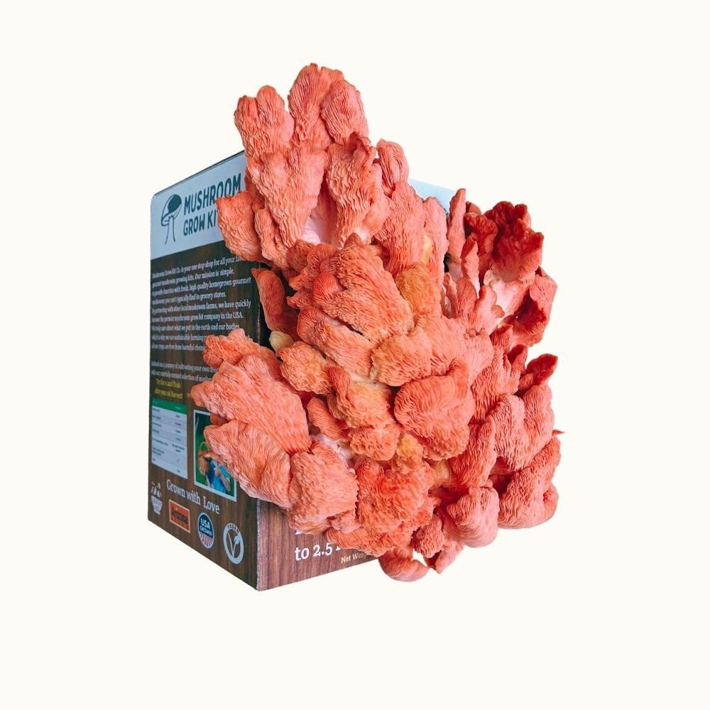Pink Oyster Mushroom Growing Kit - 5 LBS Spray and Grow.