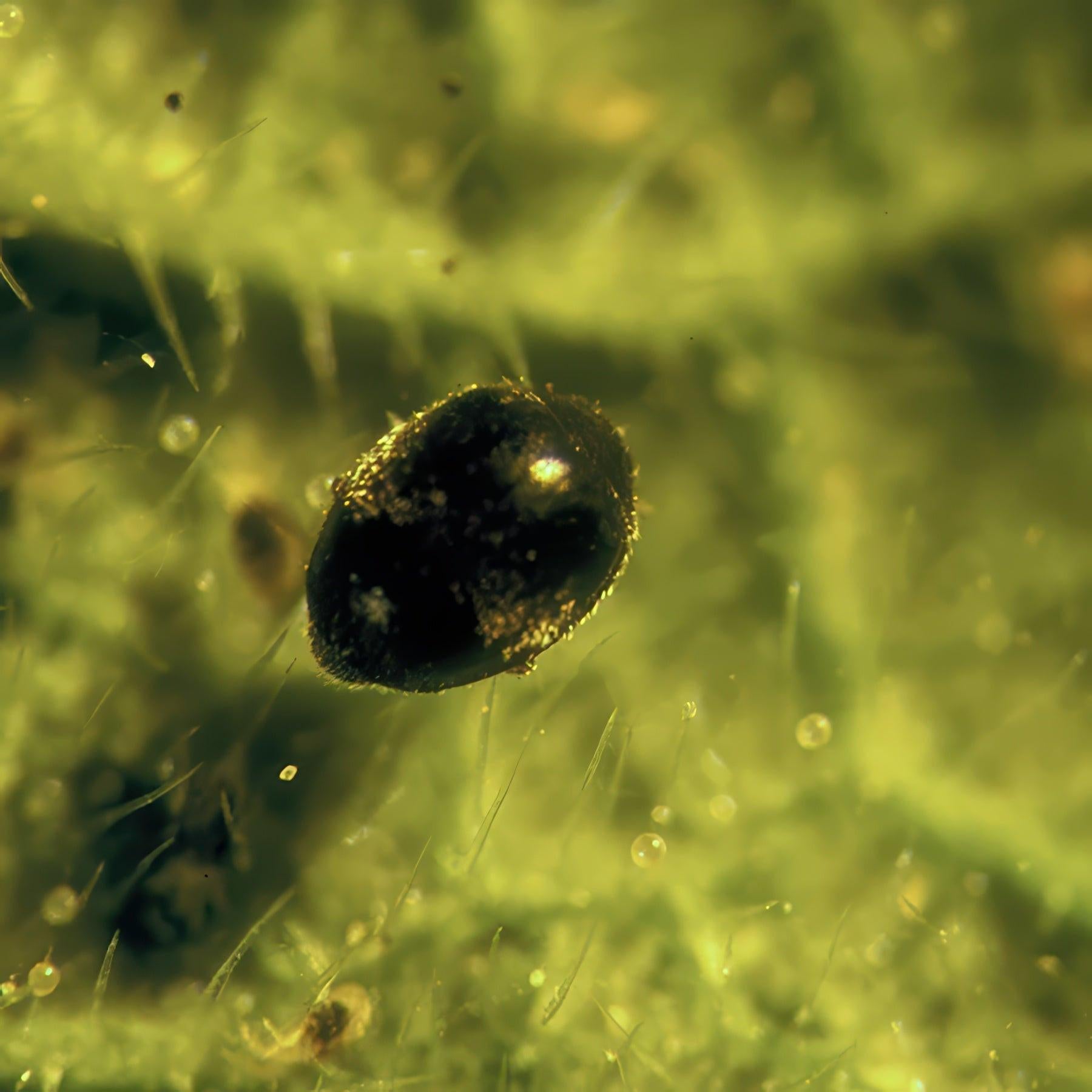Tip Top Bio-Control Stethorus Punctillum Beneficial Insects