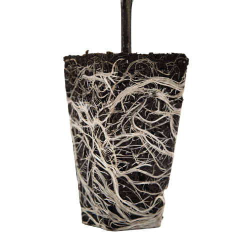 Ventana Plant Science OrganiPlug Seed & Cutting Plugs.