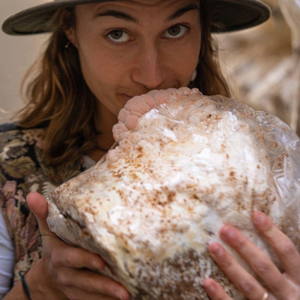 3 Pack - Lion's Mane, Pink, and Blue Oyster Mushroom Grow Kit Fruiting Block - 15 LBS.