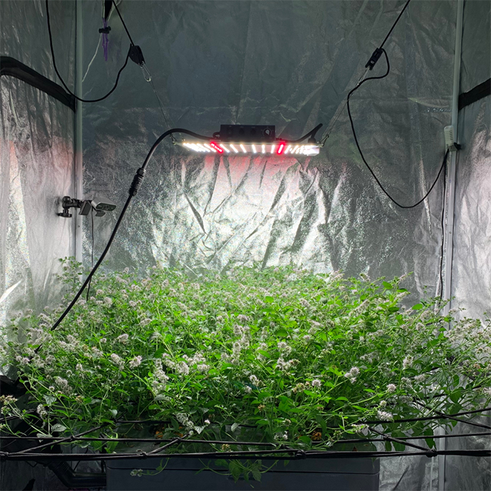 Bifarm AeroXPS Pro 4' x 4' LED Grow Tent Kit With Automated Aeroponics & Ventilation System