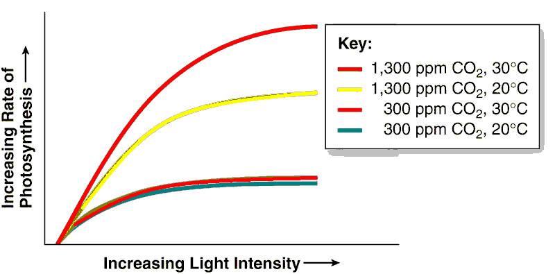 The relationship between photosynthesis, CO2, and your grow lights