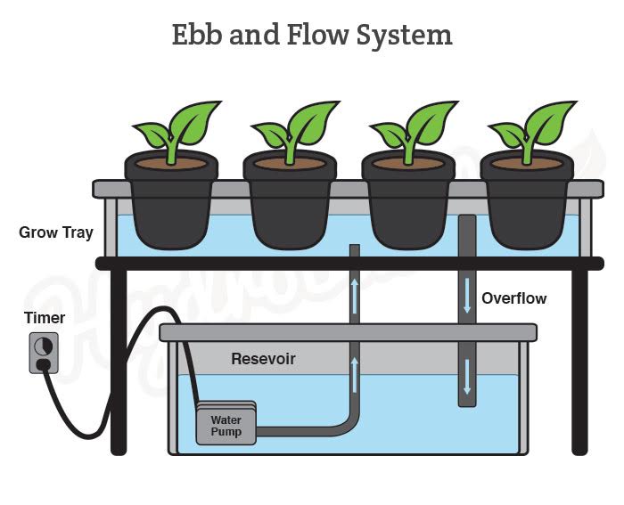 Ebb & Flow hydroponic system