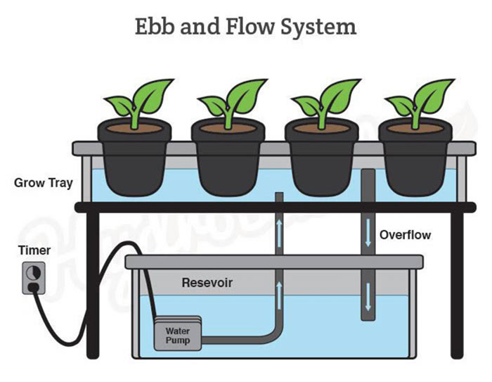 ebb and flow hydroponic system