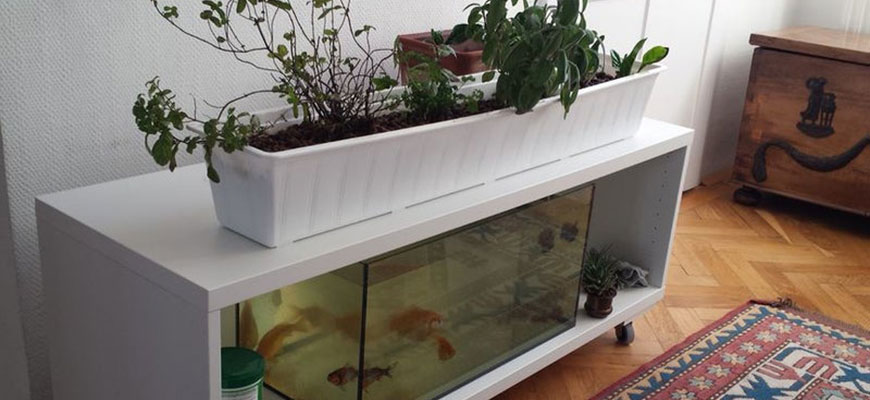 How To Build An Aquaponics System Cheap