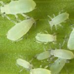 Aphids on Plants: Get Rid of Them Naturally