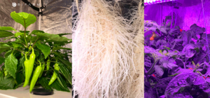 Overview and Benefits of Aeroponics AeroXPS PRO from BiFarm