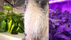 Overview and Benefits of Aeroponics
