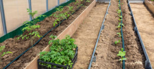 Drip Irrigation: Everything You Need To Know