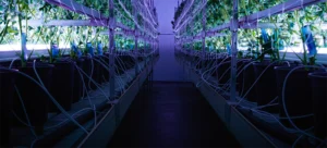 Under-Canopy Lighting: Boost Yields, Bud Quality & Color