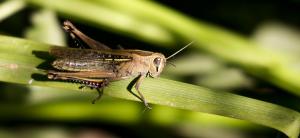 How To Get Rid Of Grasshoppers Fast