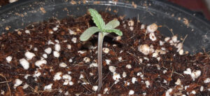 The Complete Guide To Growing In Coco Coir