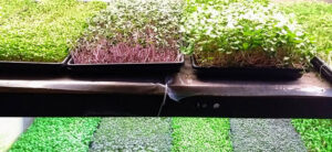 Growing Microgreens Hydroponically: The Complete Guide