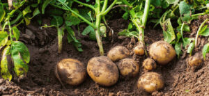 Potato Plants - How and When To Grow Them