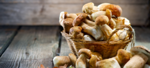 Selecting Ideal Mushrooms for Cultivation