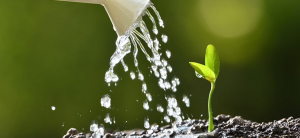Watering Plants 101: Expert Tips