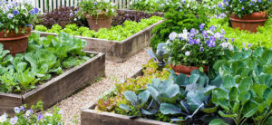 Raised Garden Beds: Everything You Need To Know