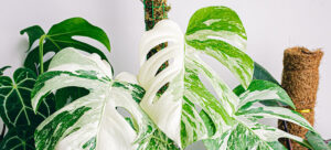 Monstera Albo - Ultimate Plant Care Guide