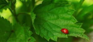 Best Beneficial Insects for Natural Garden Pest Control