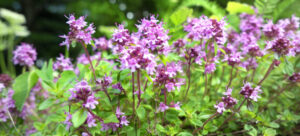 Red Creeping Thyme: Growing This Alluring Gardener's Delight