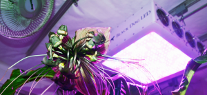 What You Need To Know About UV Light For Plants