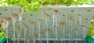 Aeroponics vs Hydroponics - What Is The Difference?
