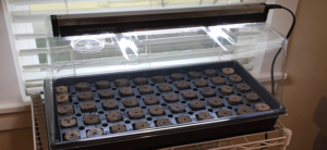 Seed Germination: How To Start Seeds Quickly