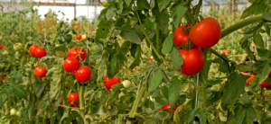 Cloning Tomato Plants: How To Clone This Vegetable Efficiently