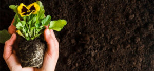 Coco vs Soil - Which Grow Media Is Right For You?
