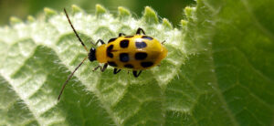 How To Get Rid Of Cucumber Beetles In The Garden